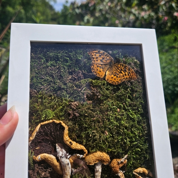Framed Hydaspe Fritillary butterfly & mushrooms (maybe magic😉) - Picture 2 of 2